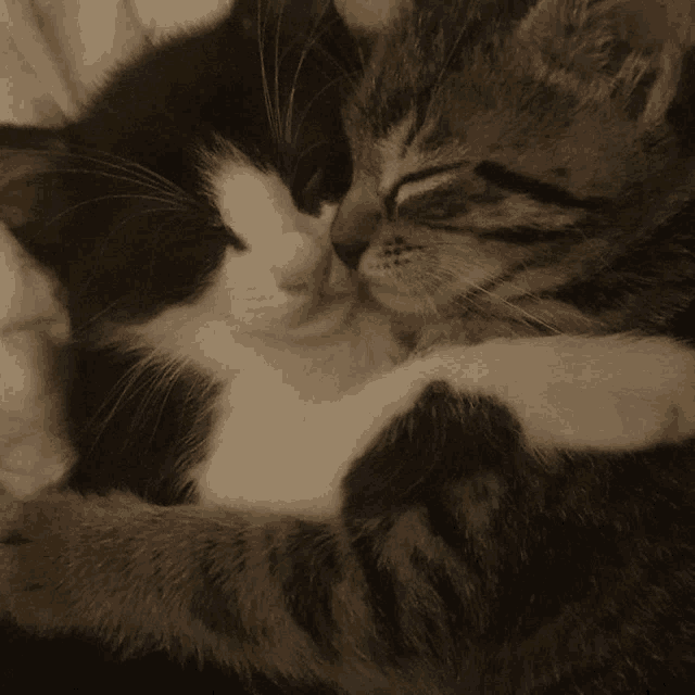 two cats are hugging each other and looking at each other with their eyes closed