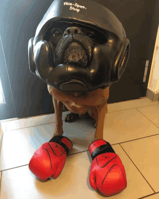 a dog wearing boxing gloves and a helmet that says freak-sport shop