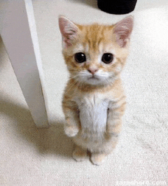 a kitten is standing on its hind legs and looking up at the camera