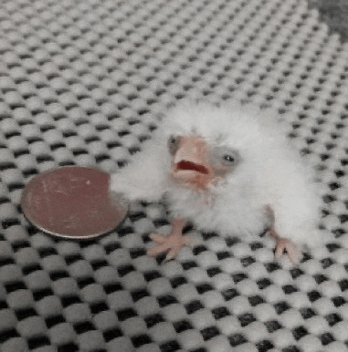 a baby bird is sitting next to a small coin on a checkered blanket .