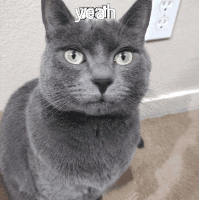 a close up of a gray cat with the words yeah above it