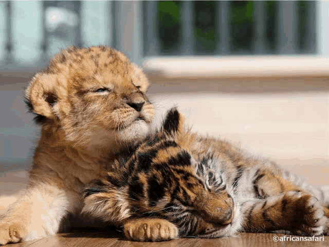 a lion cub and a tiger cub are laying on a wooden floor