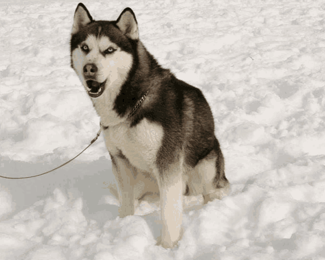 a husky dog sitting in the snow on a leash