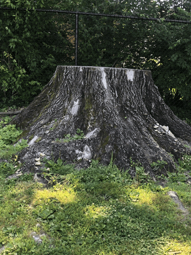 a large tree stump sits in the middle of a grassy field