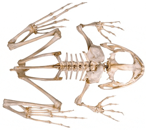 a frog 's skeleton is shown on a white surface