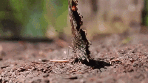 a butterfly is sitting on the ground with its wings spread .