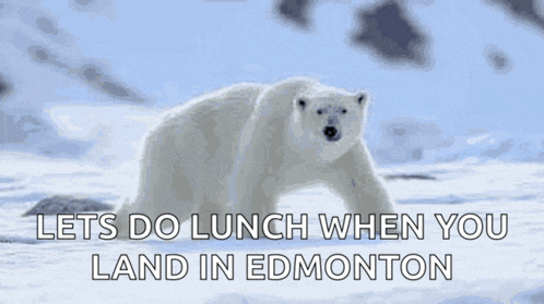 a polar bear is walking in the snow with the words lets do lunch when you land in edmonton below it