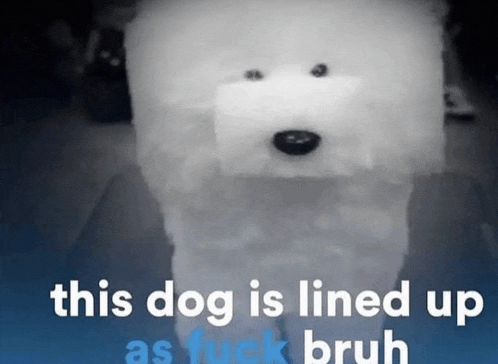 a picture of a dog with the words " this dog is lined up as fuck bruh "