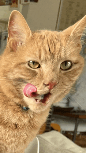 a close up of a cat licking its lips