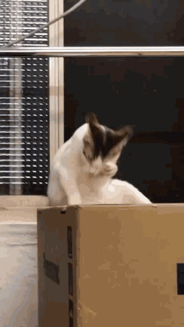 a white cat is sitting on top of a brown cardboard box .