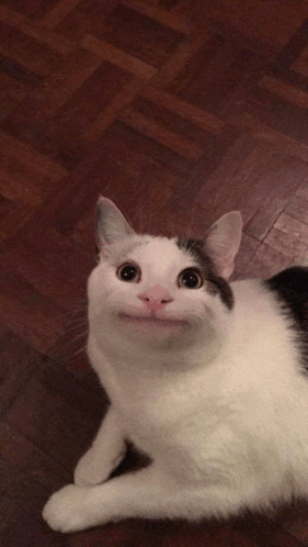 a white and black cat laying on a wooden floor looking up