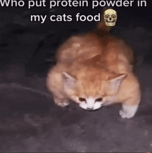 a cat with a skull on its head is walking on the ground with the caption who put protein powder in my cats food