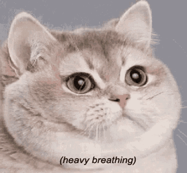 a close up of a cat with a caption that says heavy breathing