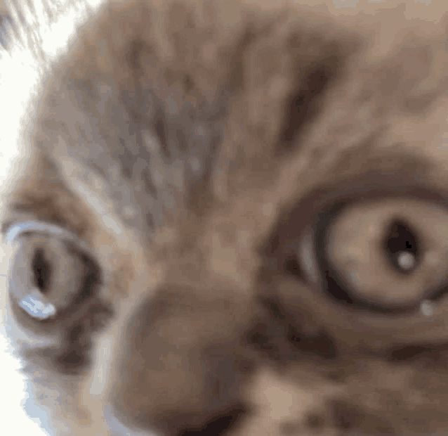 a close up of a cat 's eyes on a white background