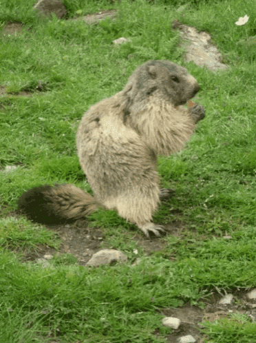 a squirrel eating a carrot in a grassy field