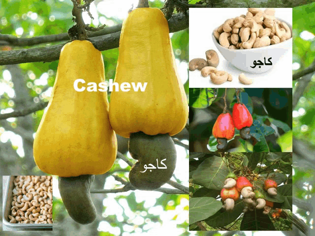 a collage of cashew fruits and nuts with arabic writing