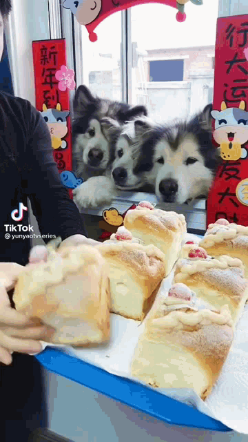 a person is holding a loaf of bread in front of a window with three dogs looking out