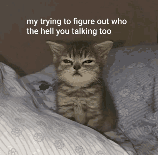 a kitten is sitting on a bed with the words " my trying to figure out who the hell you talking too " above it