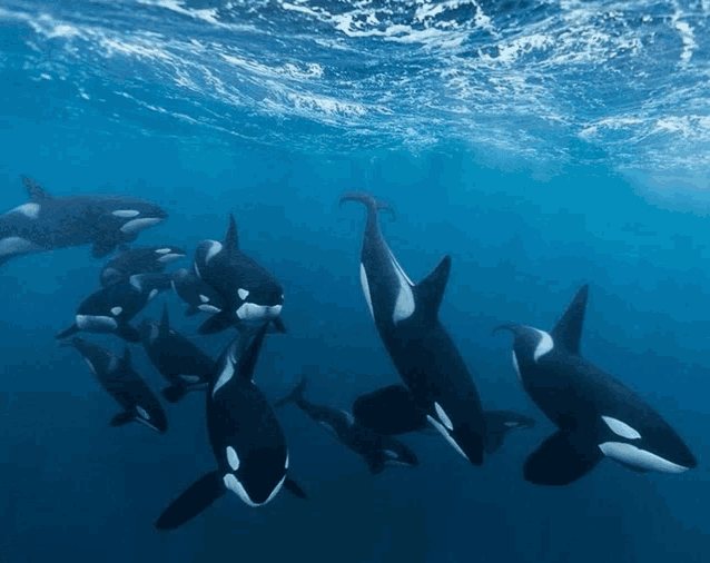 a large group of killer whales are swimming in the ocean