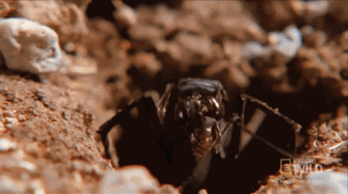 a spider is crawling out of a hole in the ground