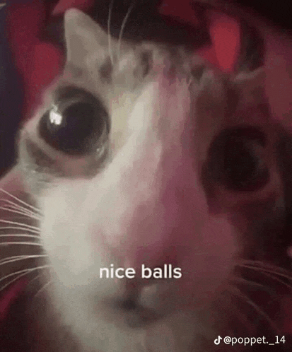 a close up of a cat 's face with the words `` nice balls '' written on the bottom .