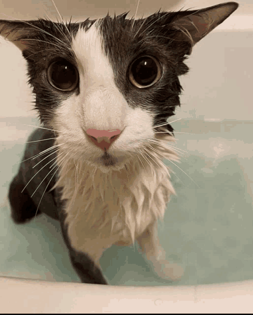 a black and white cat is standing in a bathtub