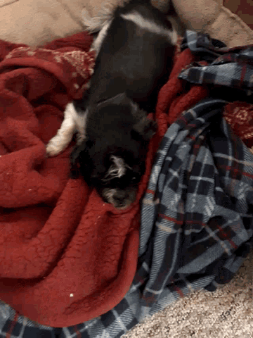 a black and white dog laying on top of a red blanket