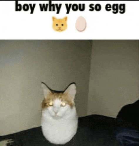 a cat is sitting on a bed next to an egg and a picture of a cat .