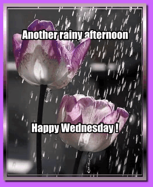 a picture of two flowers in the rain with the words another rainy afternoon happy wednesday