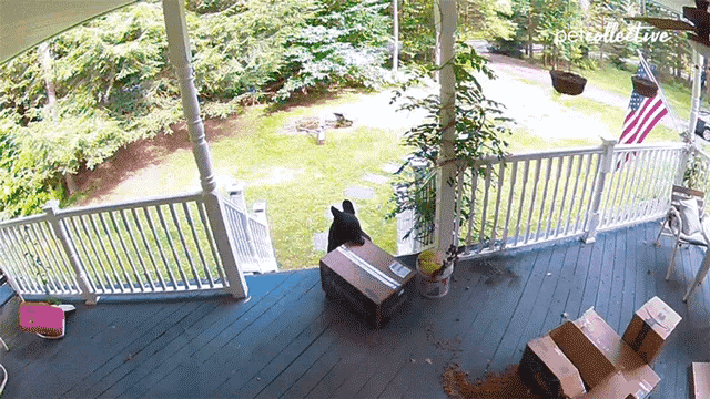 a bear is standing on a porch next to a stack of cardboard boxes with the word perceptive on the bottom