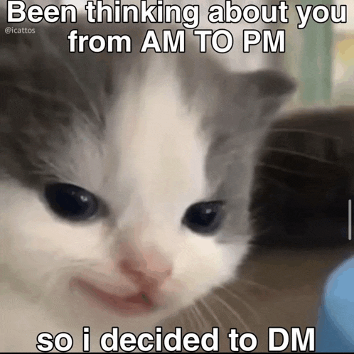 a cat with a caption that says been thinking about you from am to pm