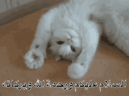 a white cat is laying on its back on the floor with arabic writing .