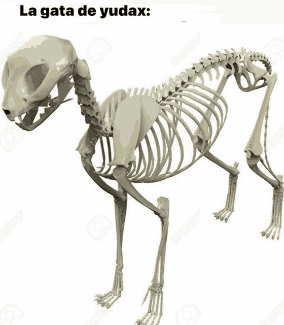 a skeleton of a cat with the words la gata de yudax on the bottom