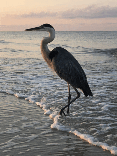 a bird with a long neck is standing in the ocean