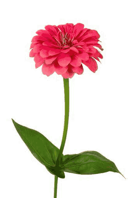 a single pink flower with a green stem and leaf on a white background .