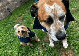 a dog and a small dog are standing next to each other in the grass .