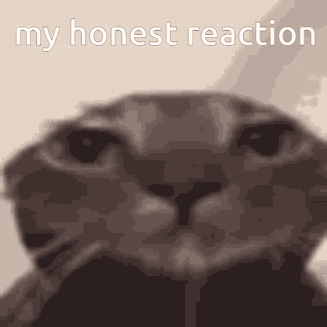 a close up of a cat 's face with the words my honest reaction written above it