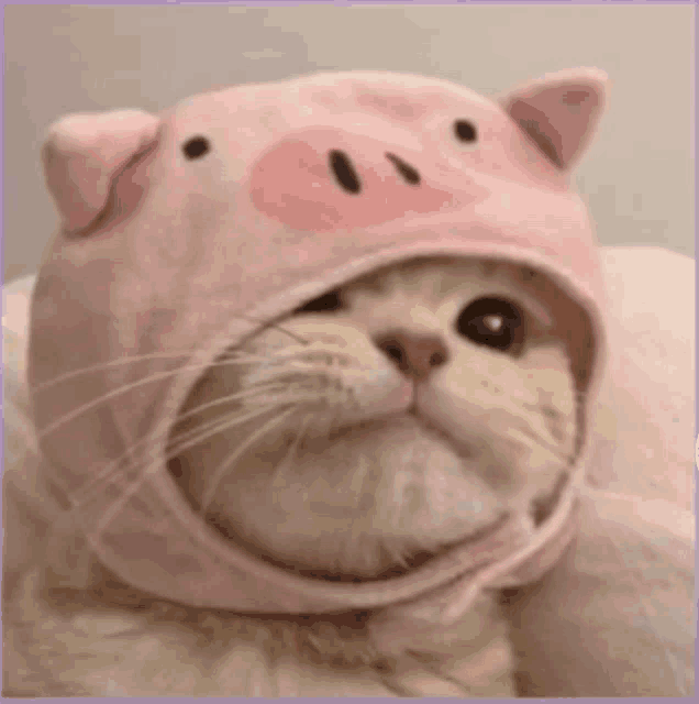 a cat wearing a pink pig hat looks at the camera .