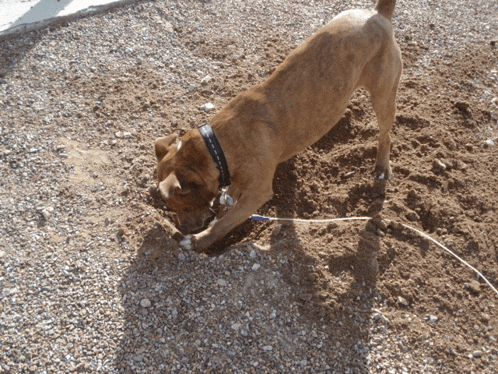 a brown dog is digging in the dirt