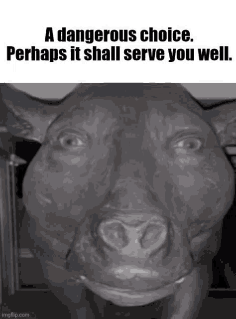 a statue of a pig with a caption that says a dangerous choice perhaps it shall serve you well