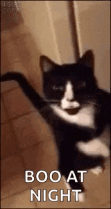 a black and white cat is dancing in front of a door and says boo at night .