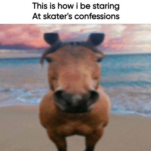 a picture of a horse on the beach with a caption that says this is how i be staring at skater 's confessions