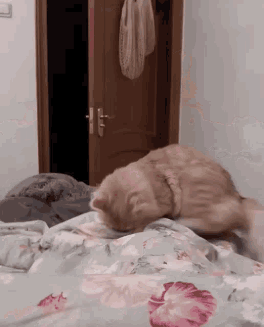 a cat laying on top of a bed with a floral blanket