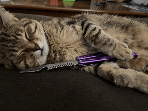 a cat laying on a table with a knife and comb