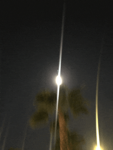 a palm tree is lit up at night with a street light in the foreground