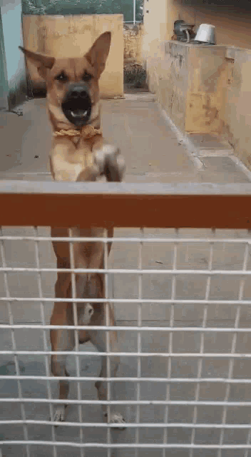 a brown dog is standing on its hind legs behind a fence and giving a high five .