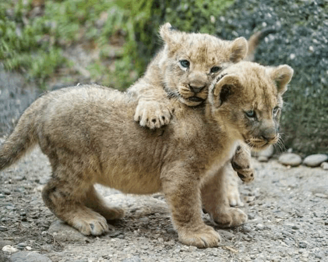 two lion cubs are standing next to each other