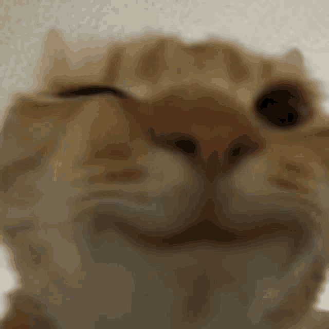 a close up of a cat 's face with a blurred background