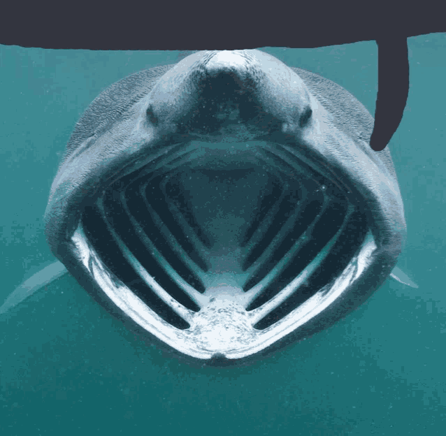 a close up of a shark 's mouth with its mouth open