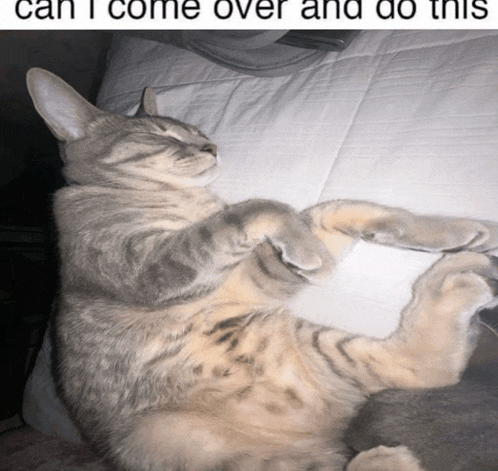 a cat laying on its back with the caption " can i come over and do this " above it